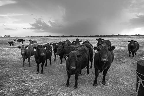 Принт снимка на крава (без рамка) Черно-бяла фотография на Стада от едър рогат добитък от породата Ангъс, собирающегося по време на буря пролетта на ден в Канзас, Кънтри, Стенно изкуство, Декорация на фермерска къща